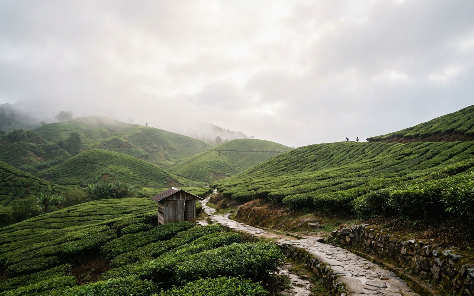Cameron Highlands, Malaysia