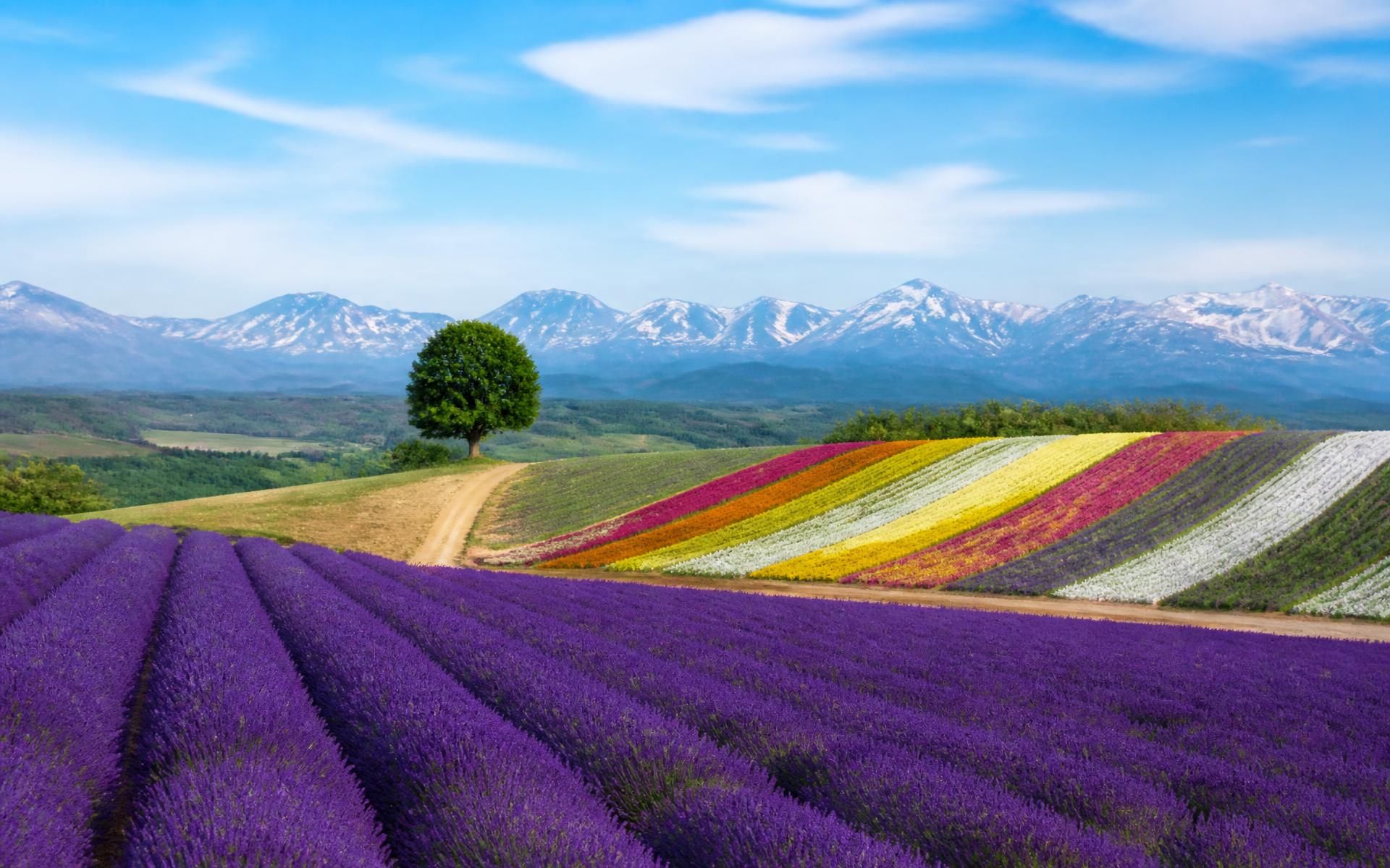 rolling lavender and wildflower fields below distant volcanic peaks at Furano & Biei, Hokkaido, Japan — original Triple VIP destination visual.