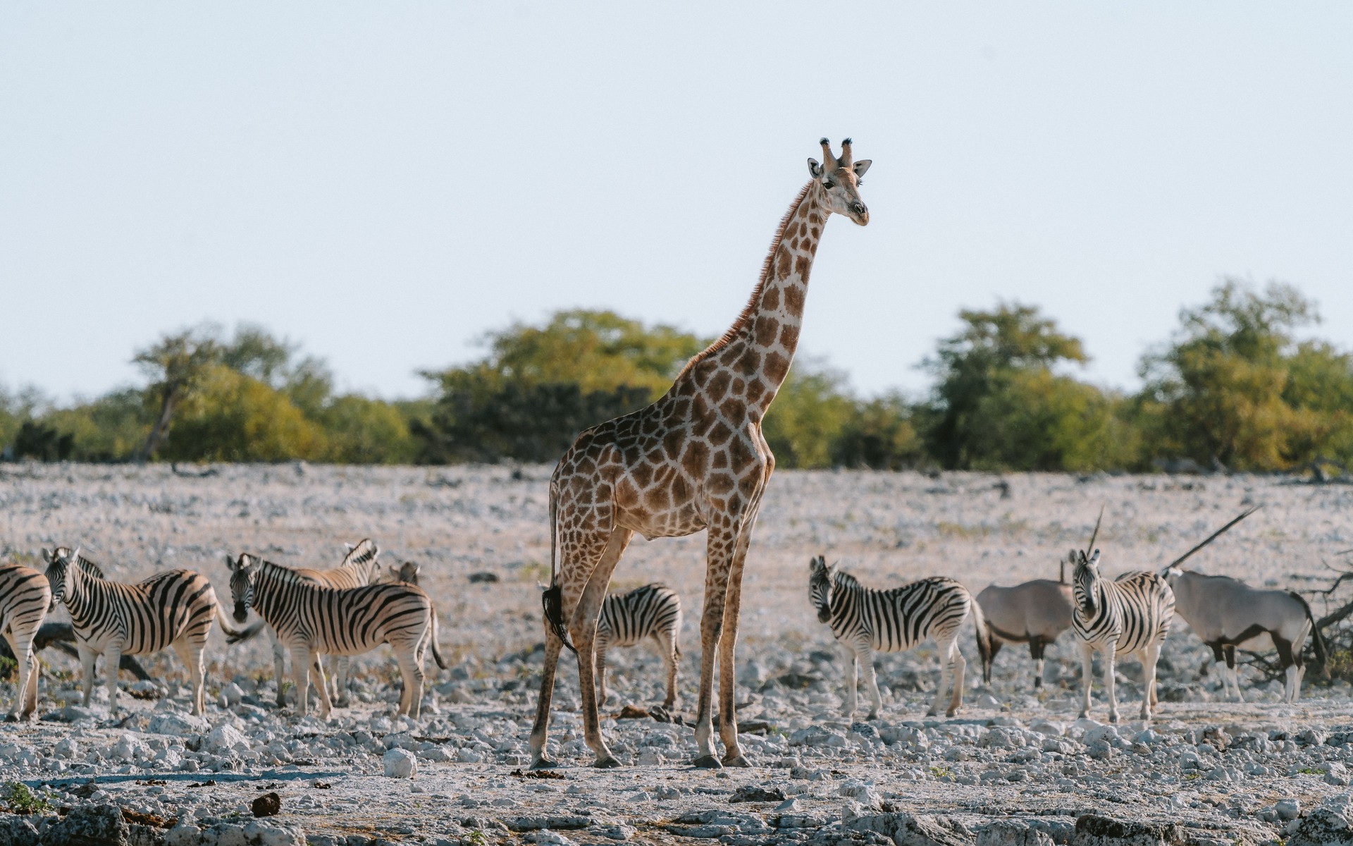 A photograph of Etosha National Park, Namibia.