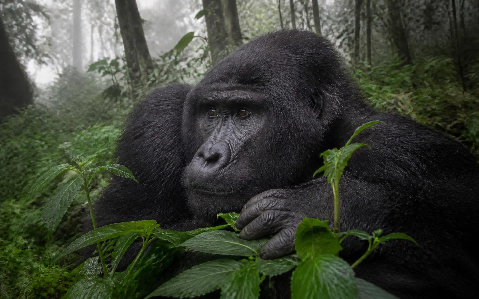 Bwindi Impenetrable Forest, Uganda