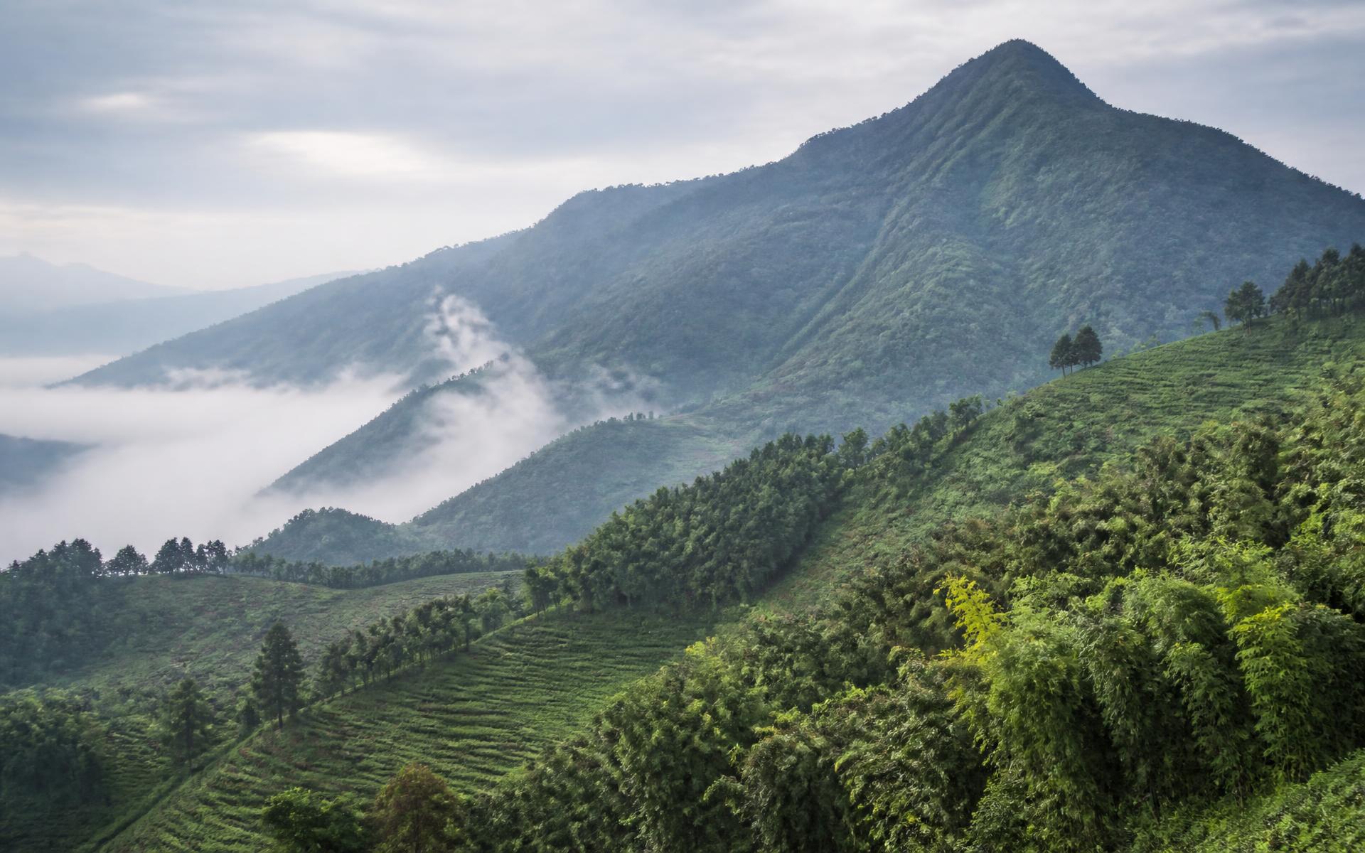 Volcanoes National Park, Rwanda