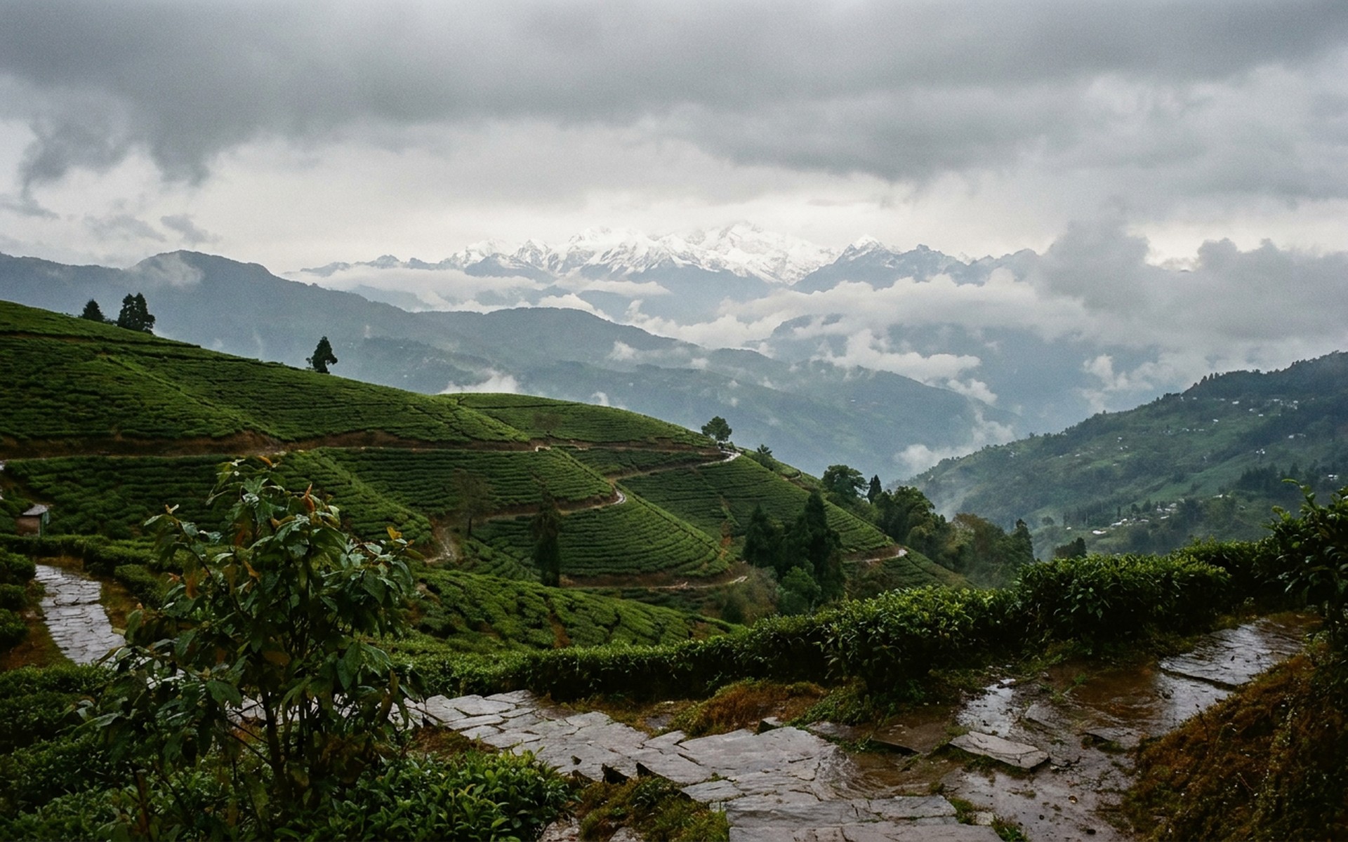 Misty tea plantations cascading down steep Himalayan slopes, with a glimpse of Kanchenjunga peak in the distance during monsoon season. at Darjeeling & Sikkim, India — original Triple VIP destination visual.