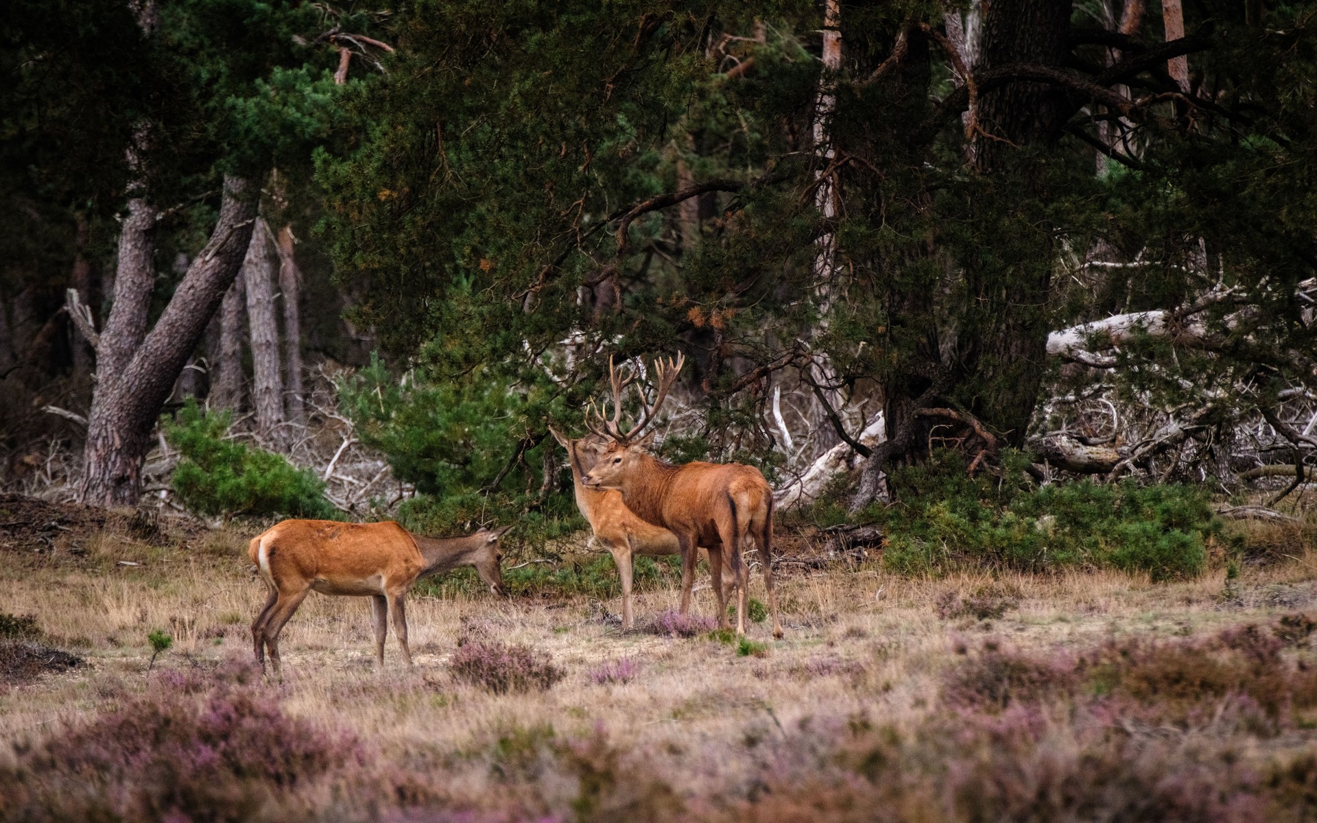 A photograph of Veluwe Forest Parks, Netherlands.