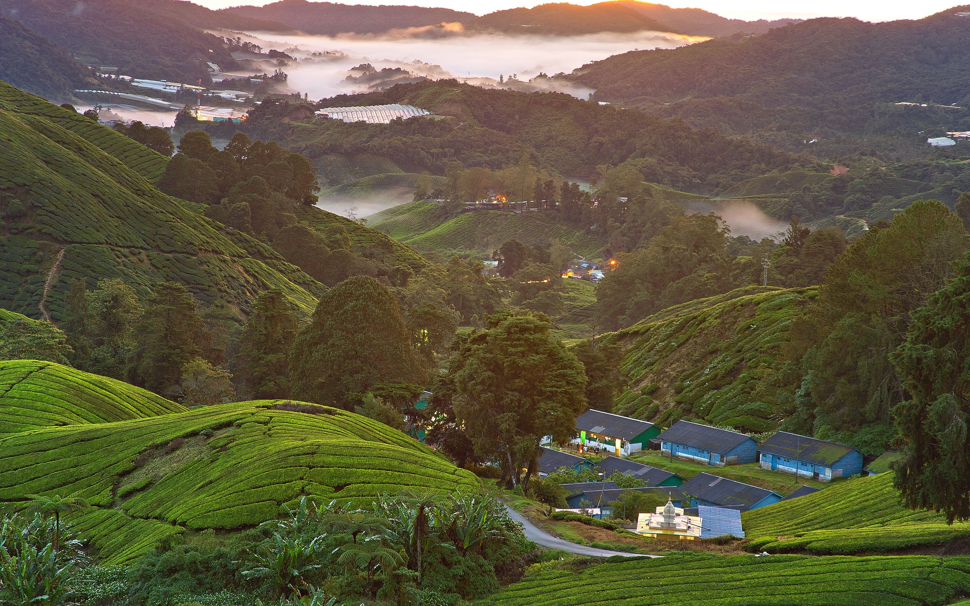 A photograph of Cameron Highlands, Malaysia.