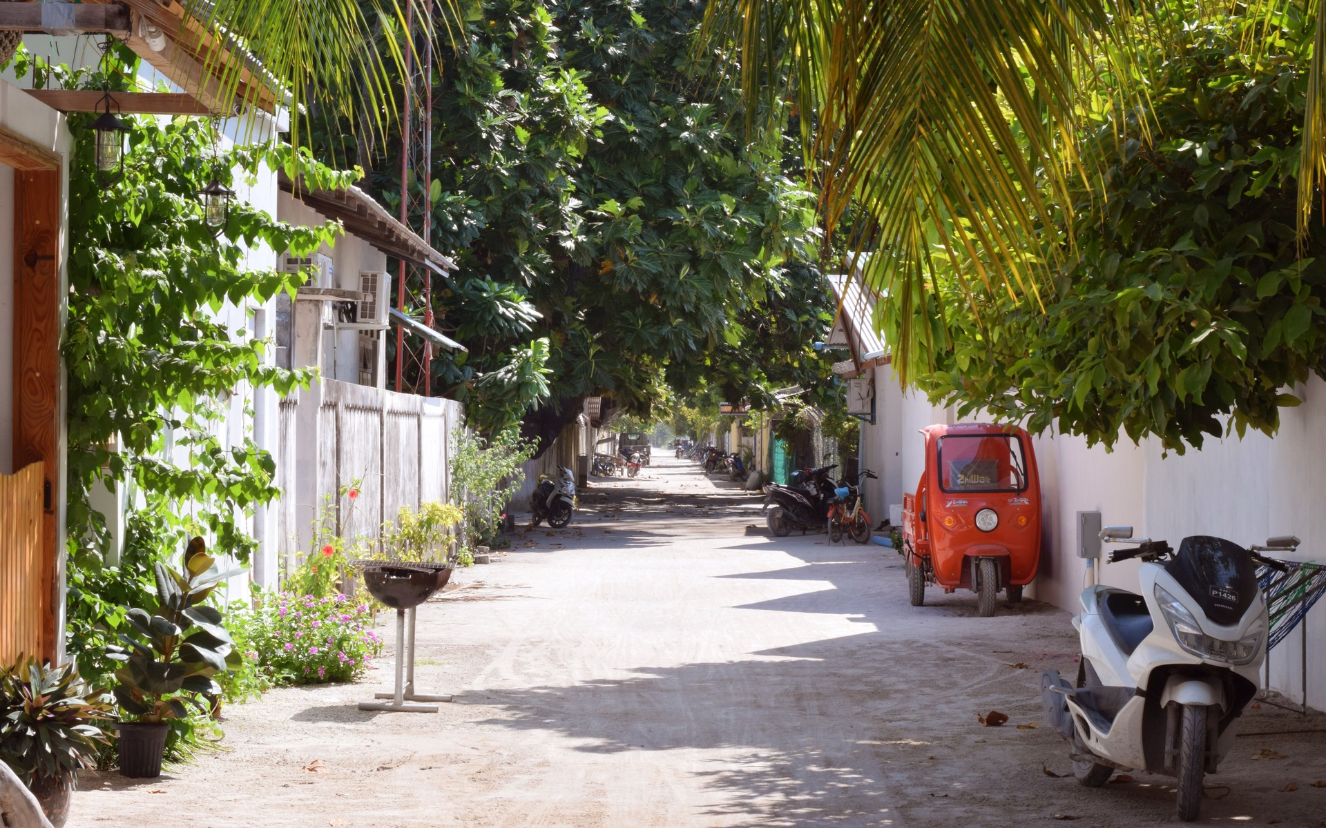 Shaded sandy village lane lined with palms on a local island in the Maldives