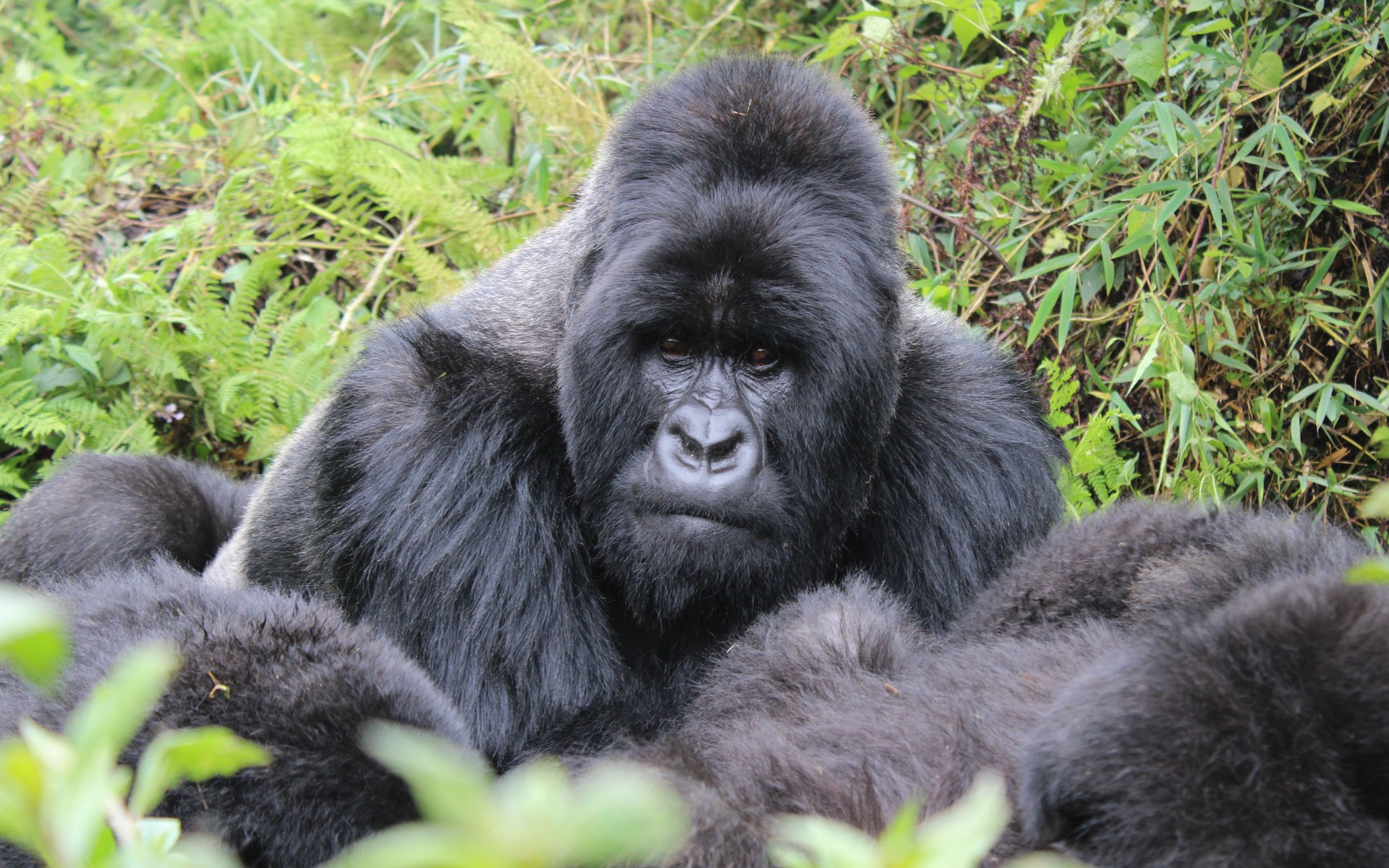 A photograph of Volcanoes National Park, Rwanda.