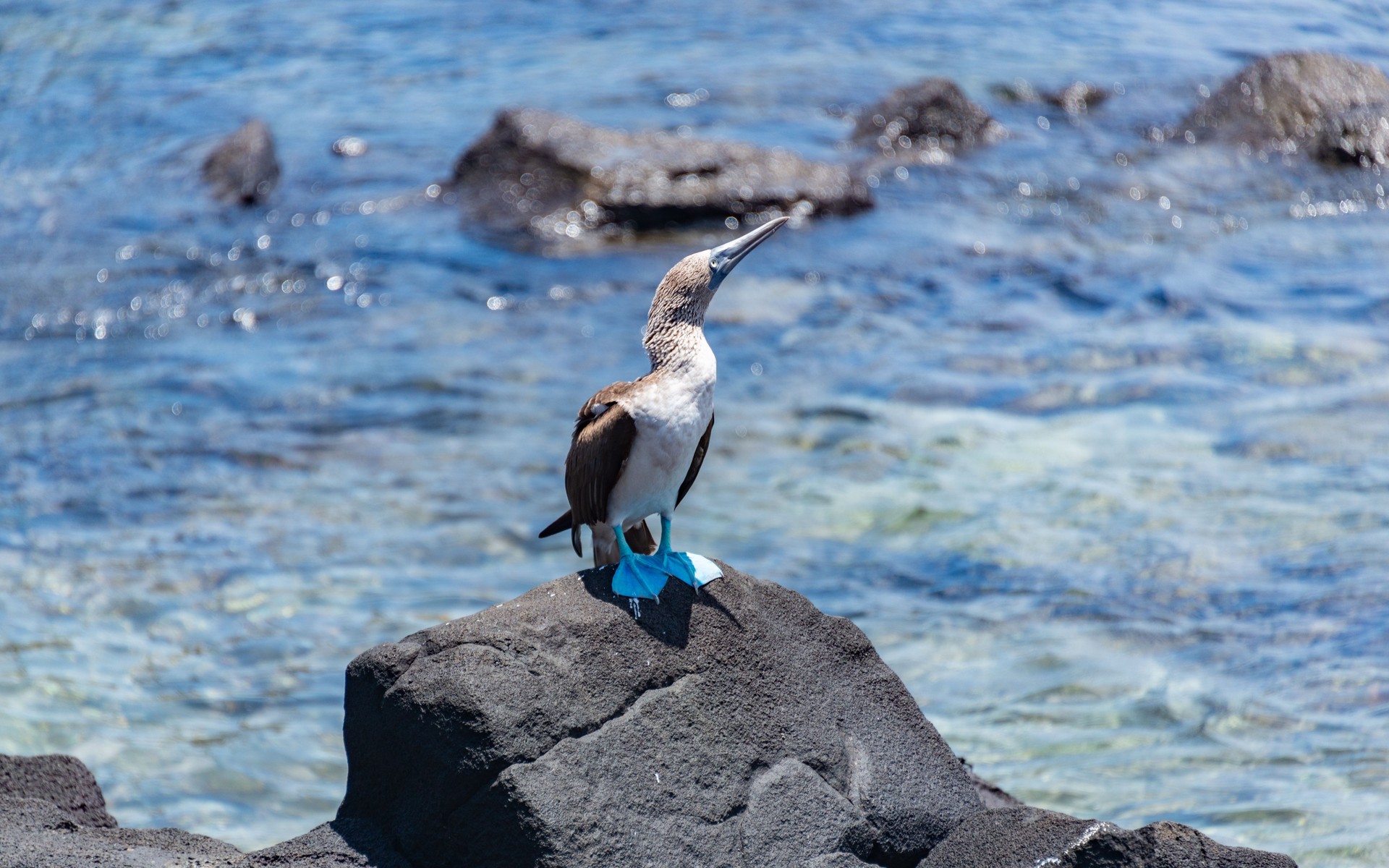 A photograph of Galapagos Islands, Ecuador.