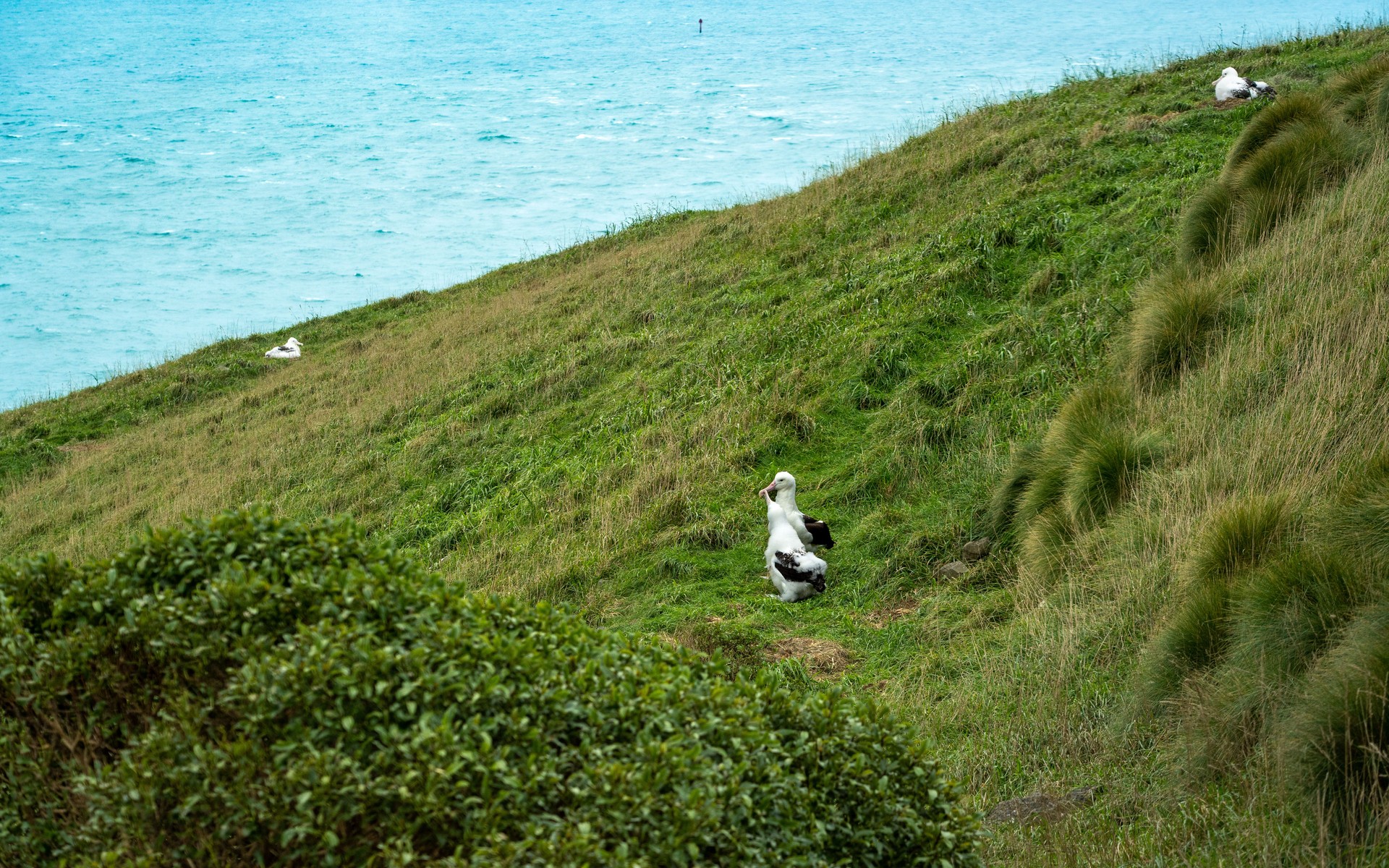 Chatham Islands, New Zealand