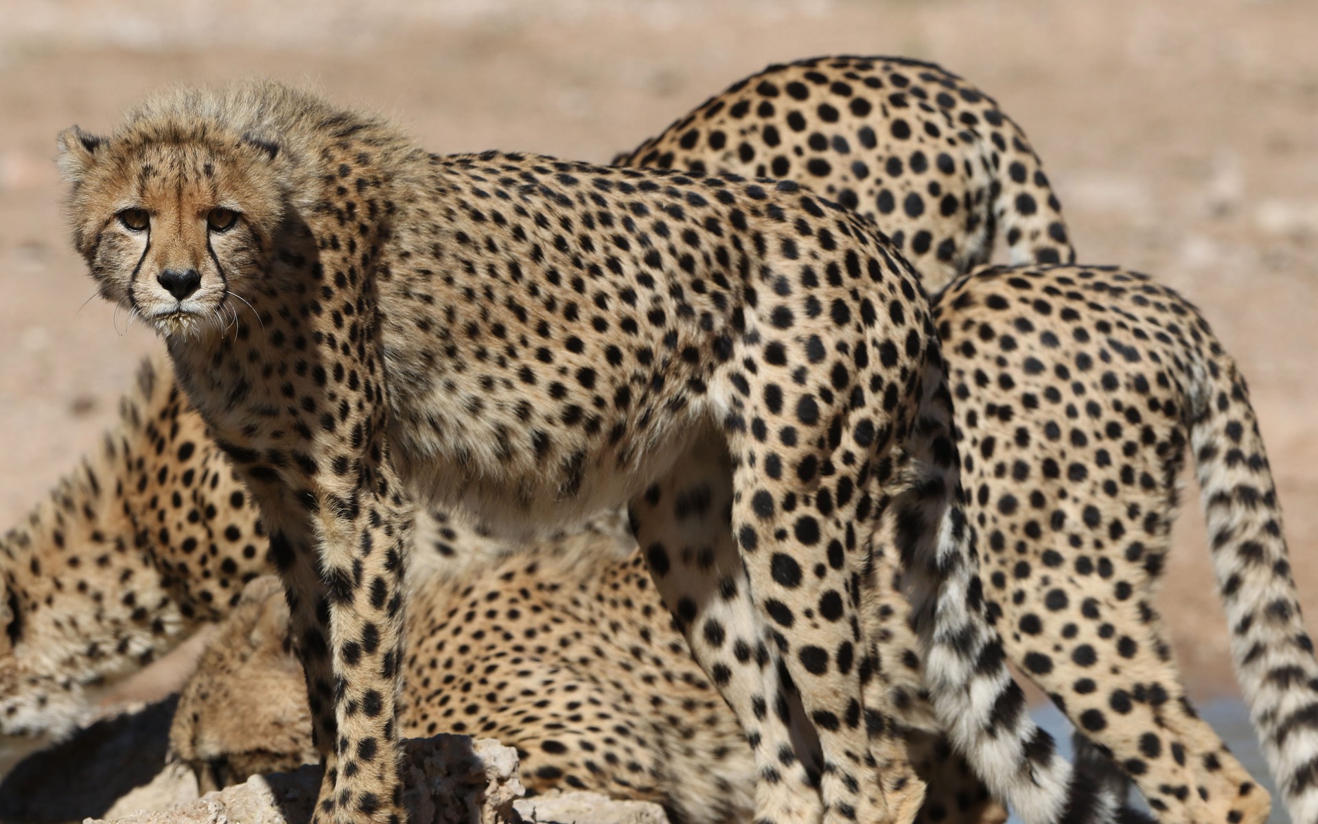 A photograph of Kgalagadi Transfrontier Park, South Africa.