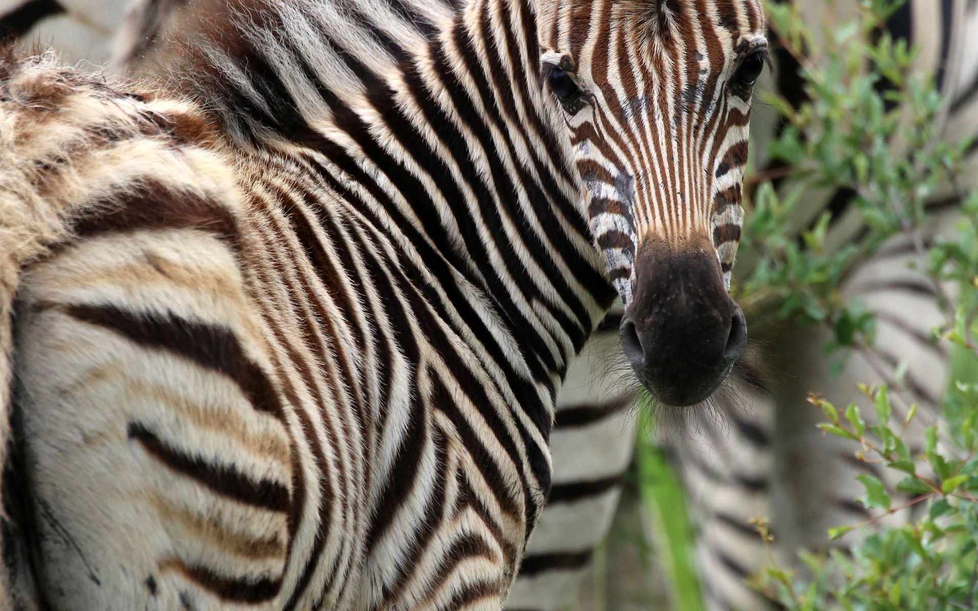 A photograph of Madikwe Game Reserve, South Africa.