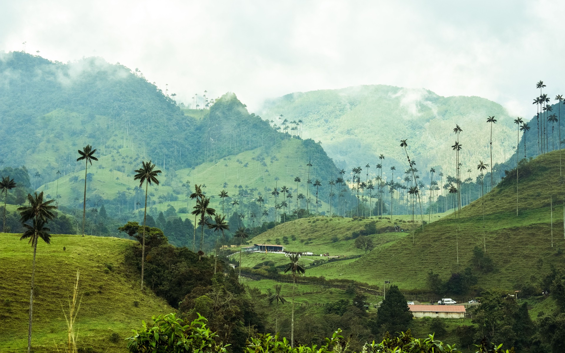 A photograph of Coffee Triangle, Colombia.