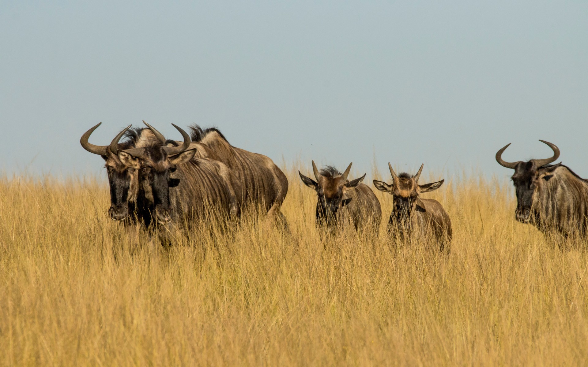 Liuwa Plain, Zambia