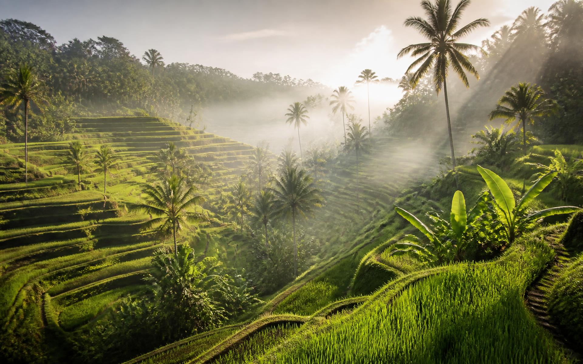 Sunlit emerald rice terraces and palms in the highlands of Bali, Indonesia