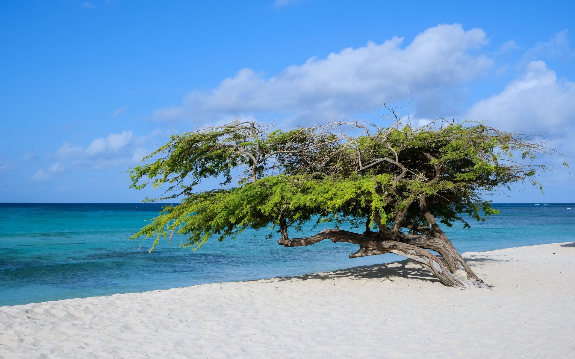A photograph of Aruba, Aruba.