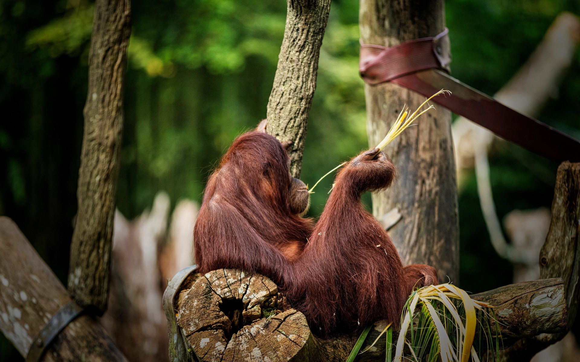 A photograph of Sepilok & Kinabatangan, Malaysia.
