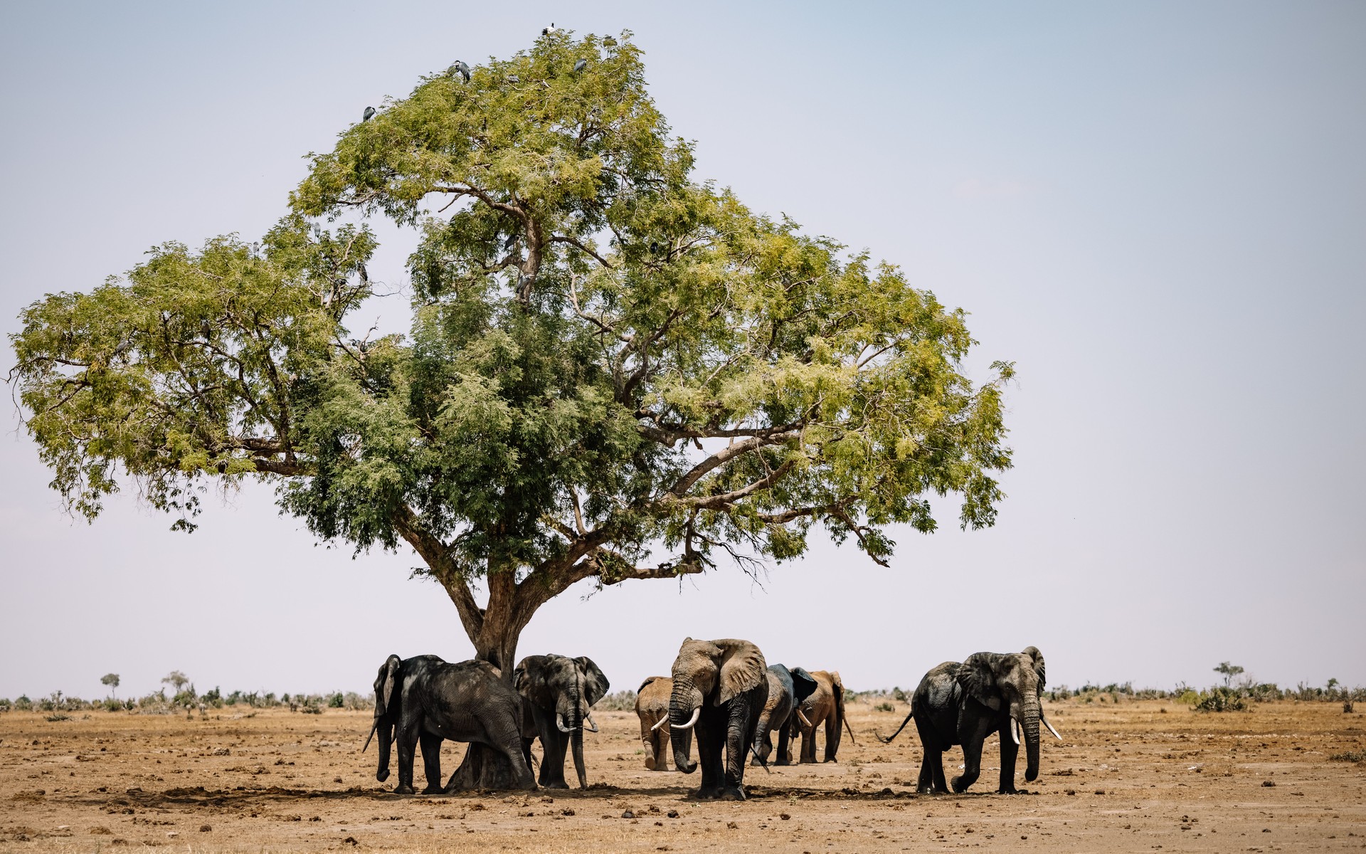 A photograph of Lower Zambezi, Zambia.