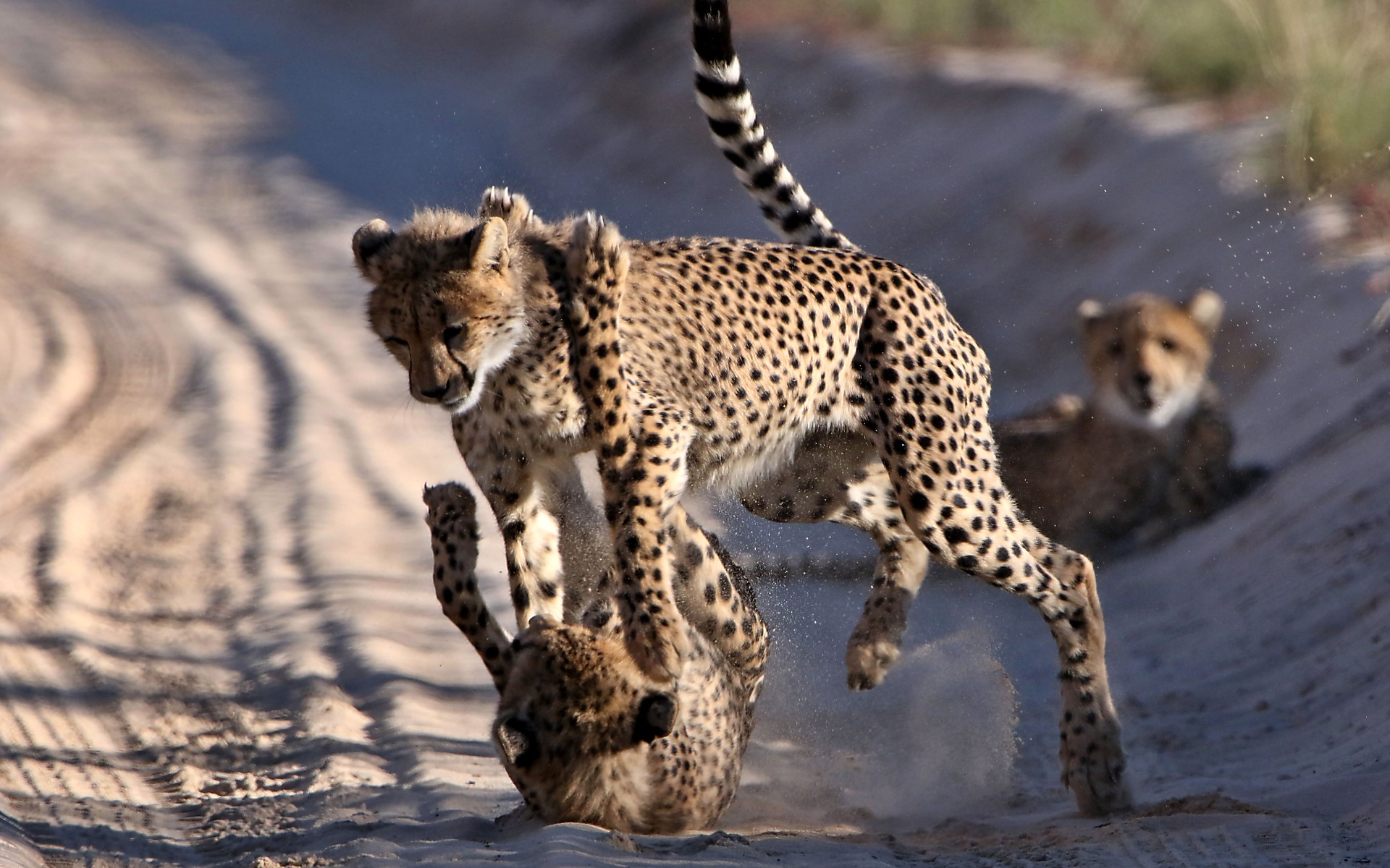 A photograph of Central Kalahari, Botswana.