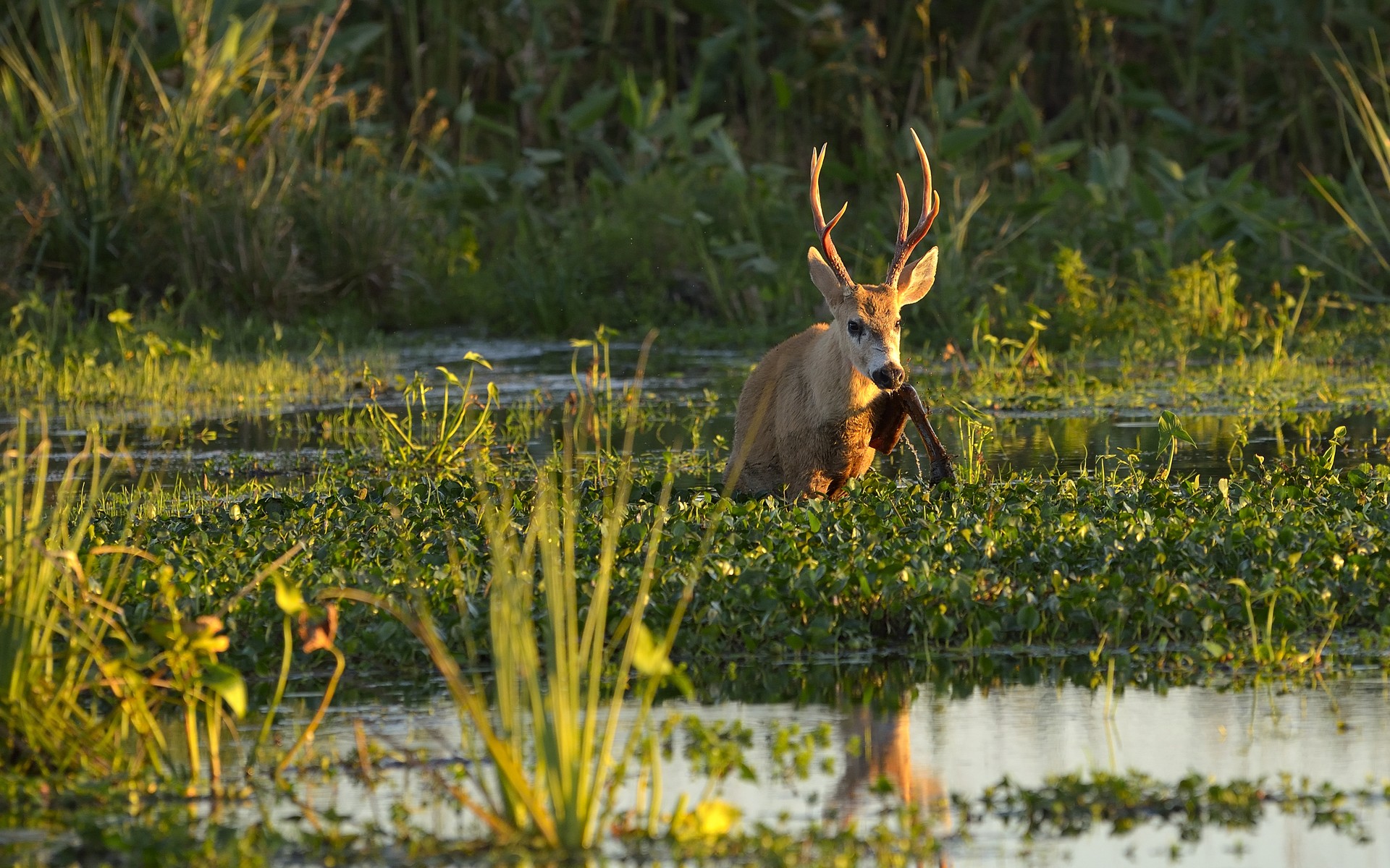 A photograph of Iberá Wetlands, Argentina.