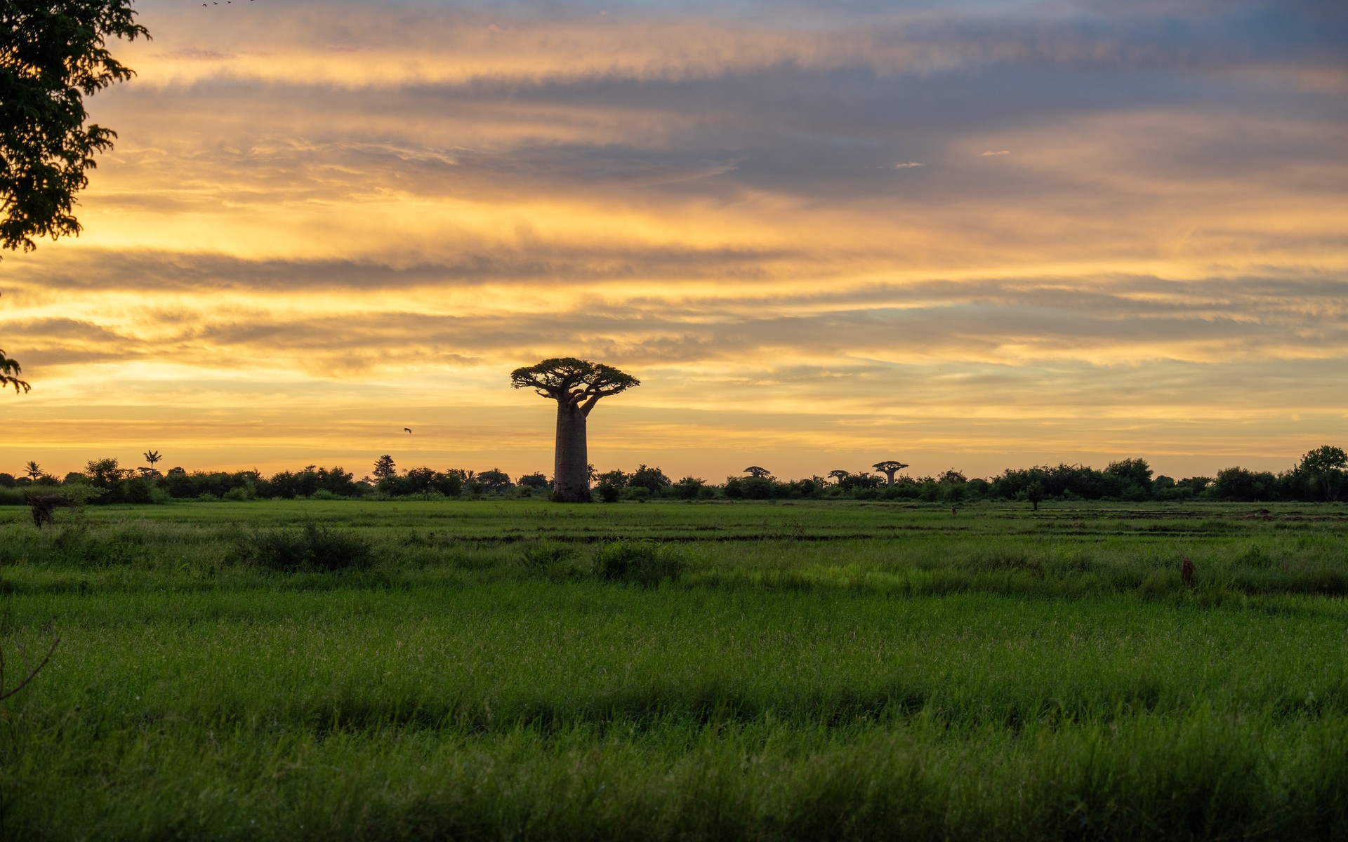 A photograph of Morondava & Baobab Avenue, Madagascar.