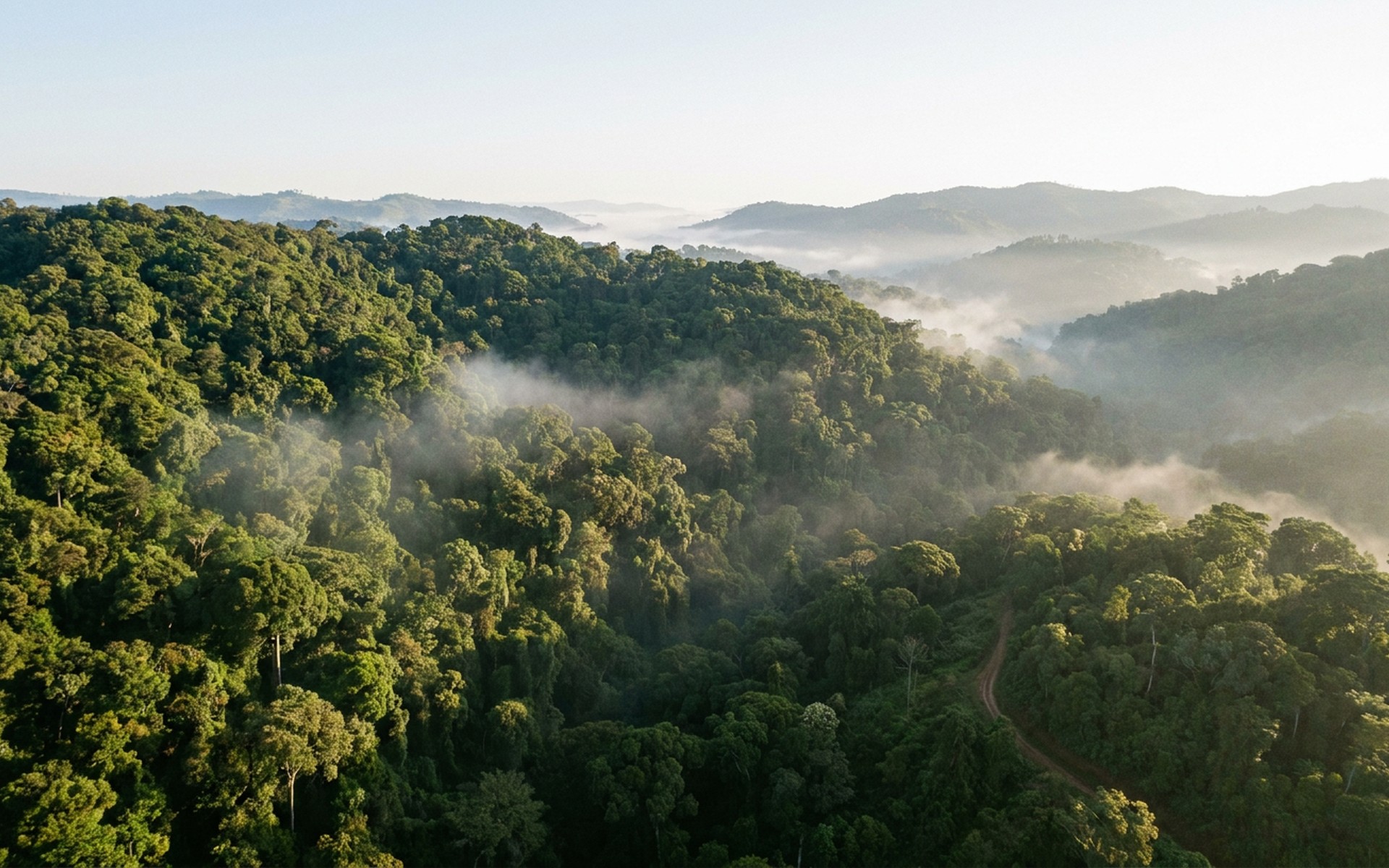 Dense, vibrant green canopy of Nyungwe Forest National Park seen from above, with mist rising through the ancient rainforest at dawn. at Nyungwe Forest, Rwanda — original Triple VIP destination visual.