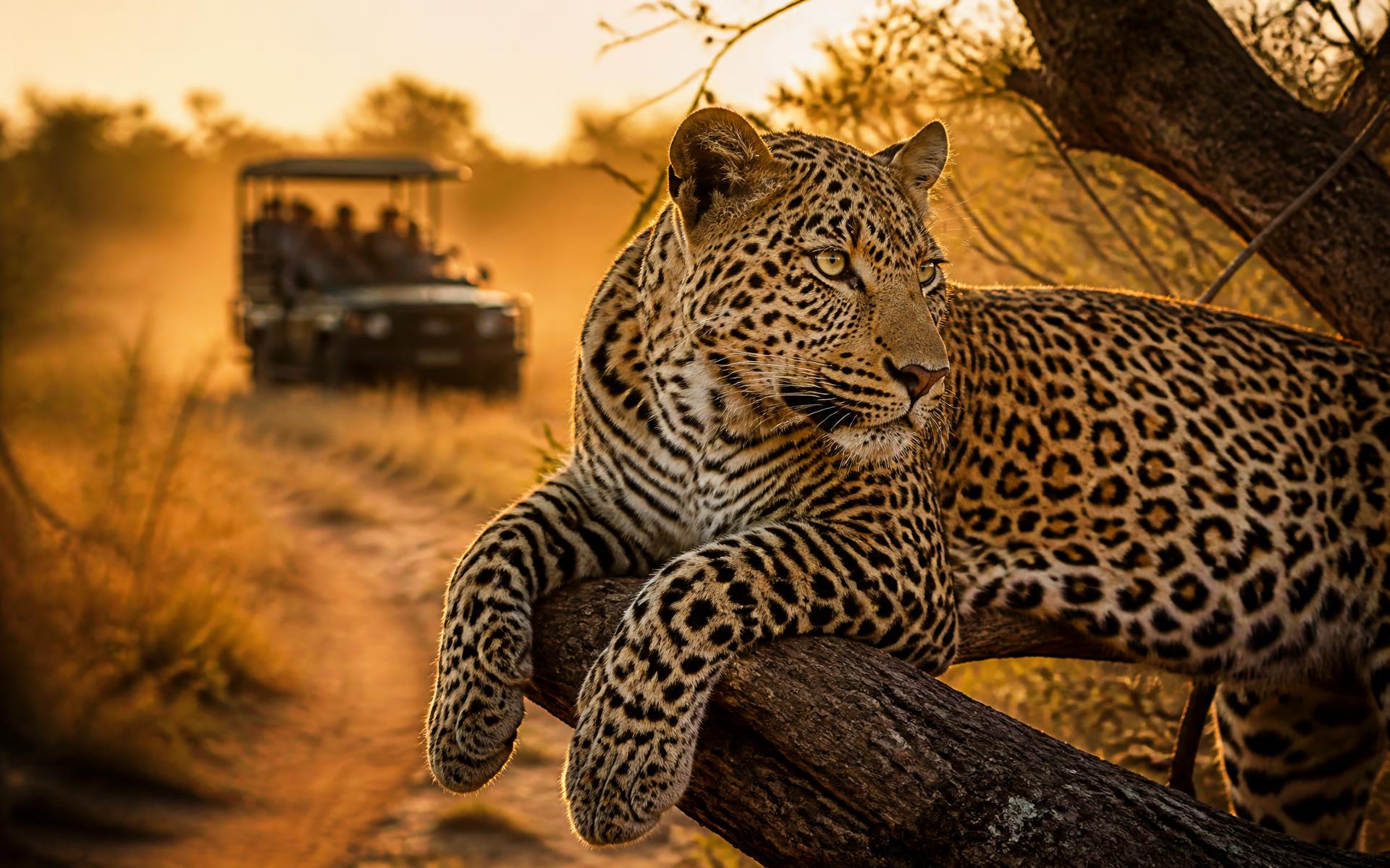 Sabi Sand Reserve, South Africa