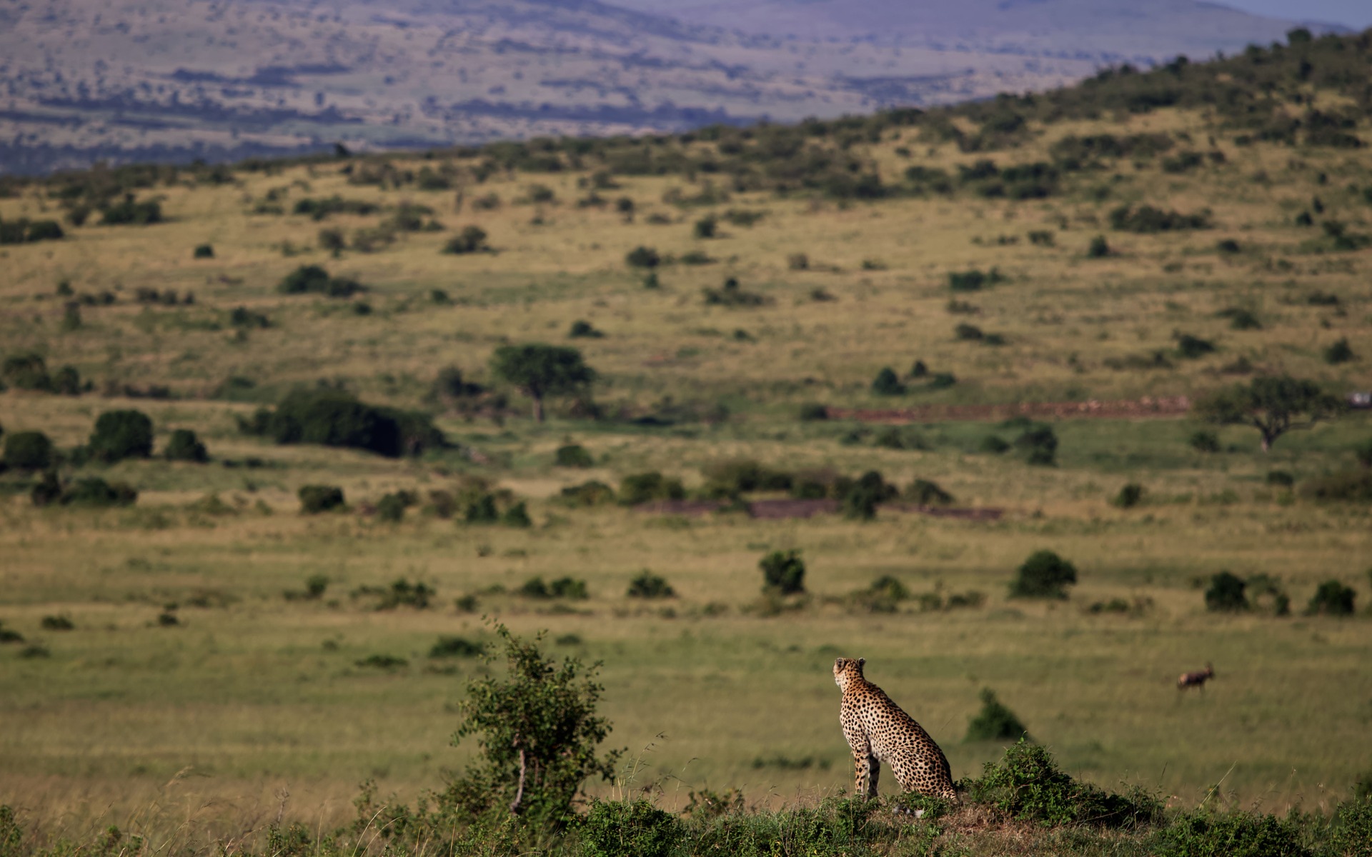 A lone cheetah surveys the vast savannah landscape of Kenya's Masai Mara, showcasing the wild beauty of Africa.