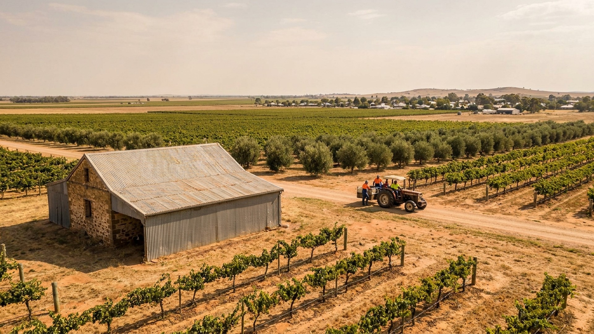 Working vineyard landscape in Griffith, Australia