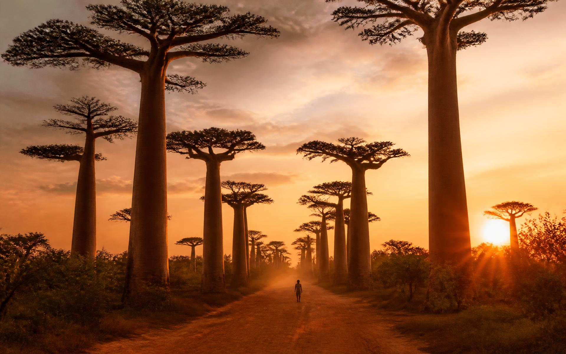 Morondava & Baobab Avenue, Madagascar