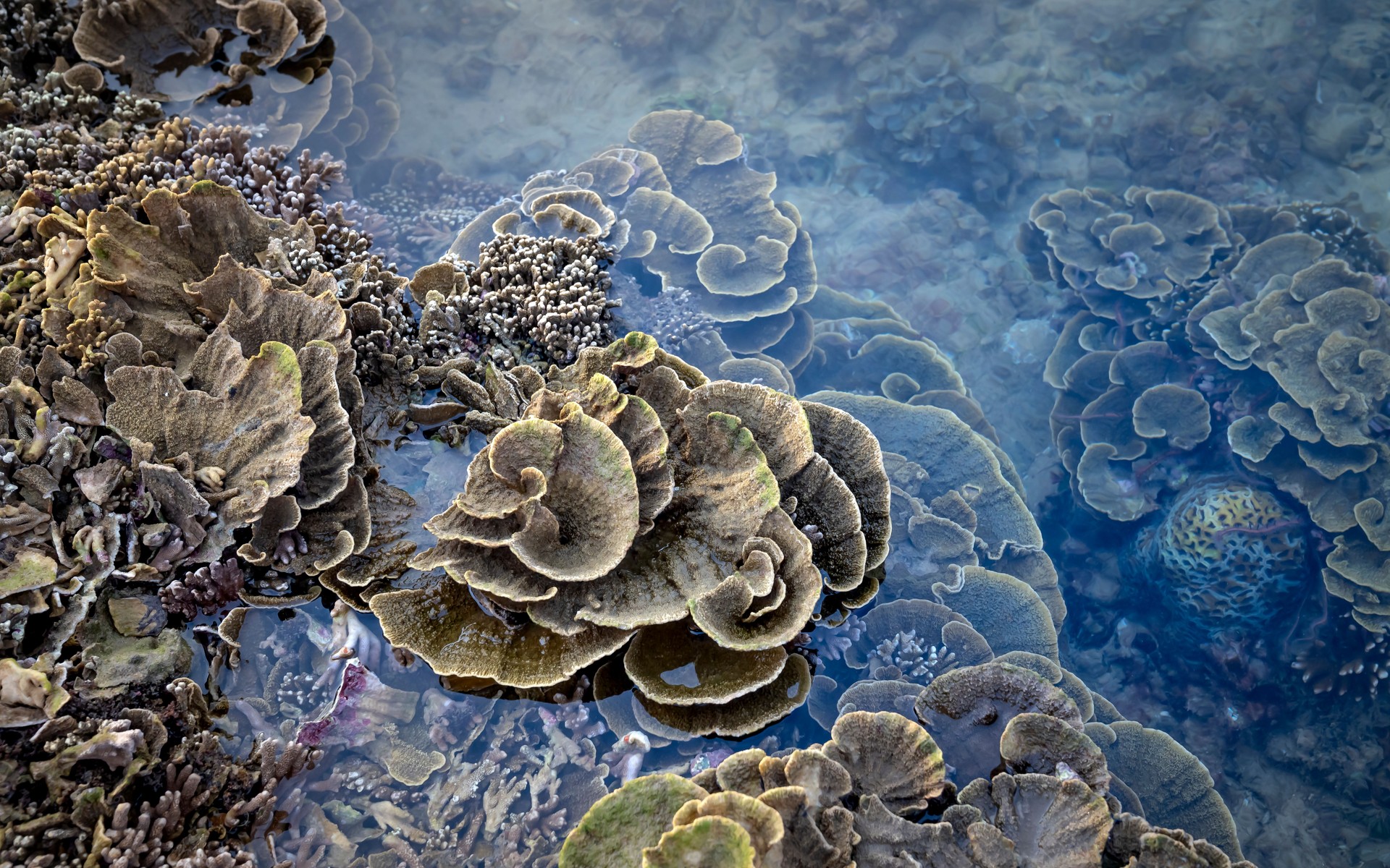 A photograph of Kadavu & Great Astrolabe Reef, Fiji.