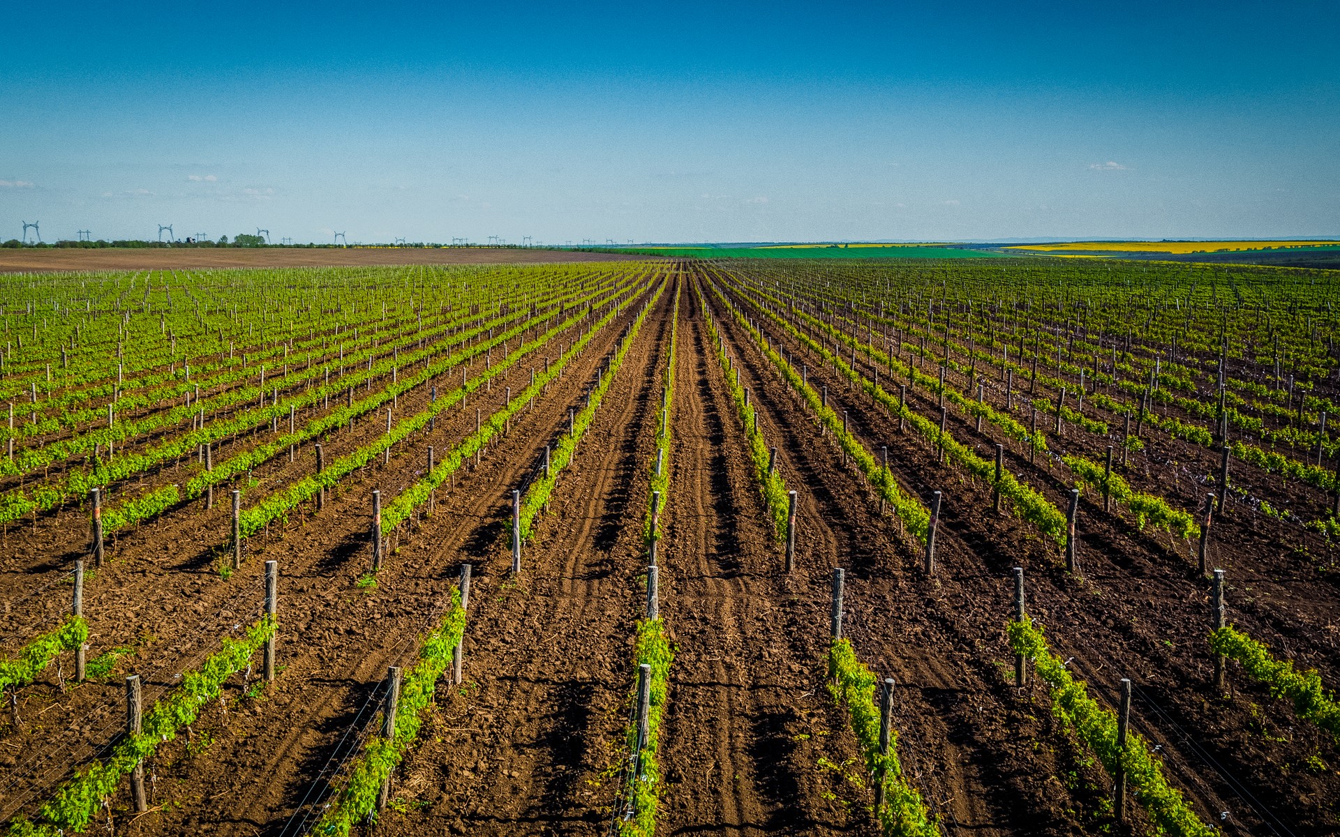 A photograph of Moldova Wine Country, Moldova.
